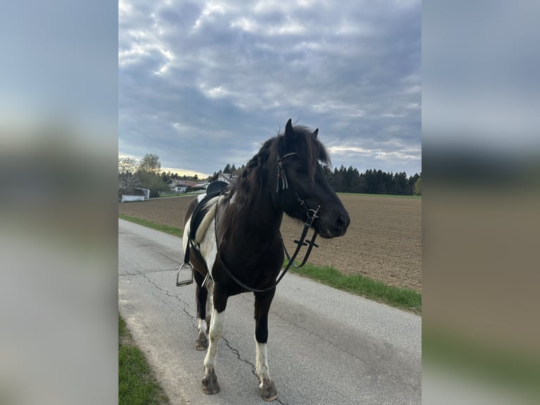 Islandpferd Stute 5 Jahre 142 cm Schecke in Jandelsbrunn