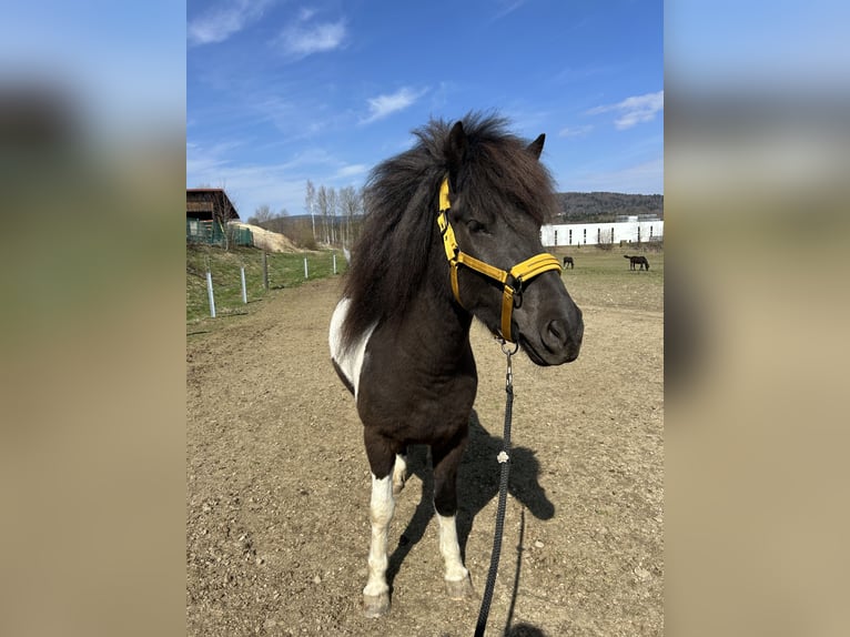 Islandpferd Stute 5 Jahre 142 cm Schecke in Jandelsbrunn