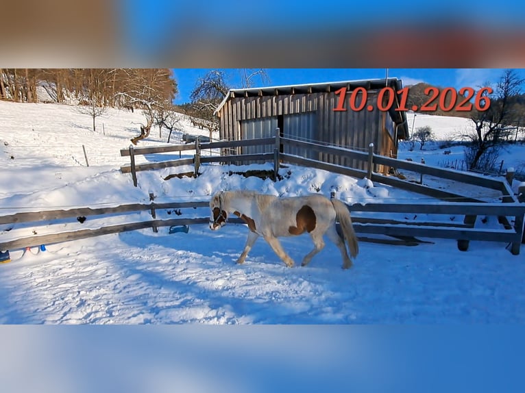 Islandpferd Stute 5 Jahre 142 cm Schecke in Oberzent