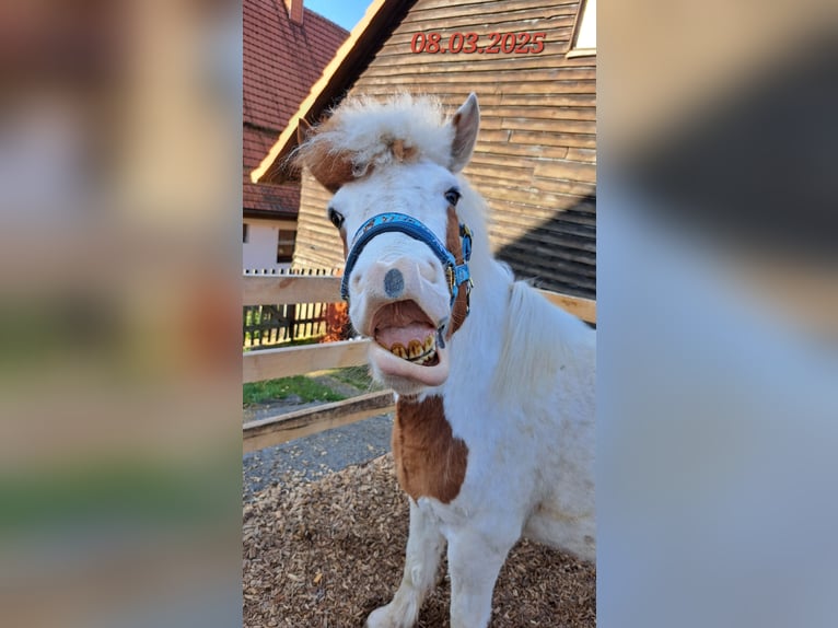 Islandpferd Stute 5 Jahre 142 cm Schecke in Oberzent