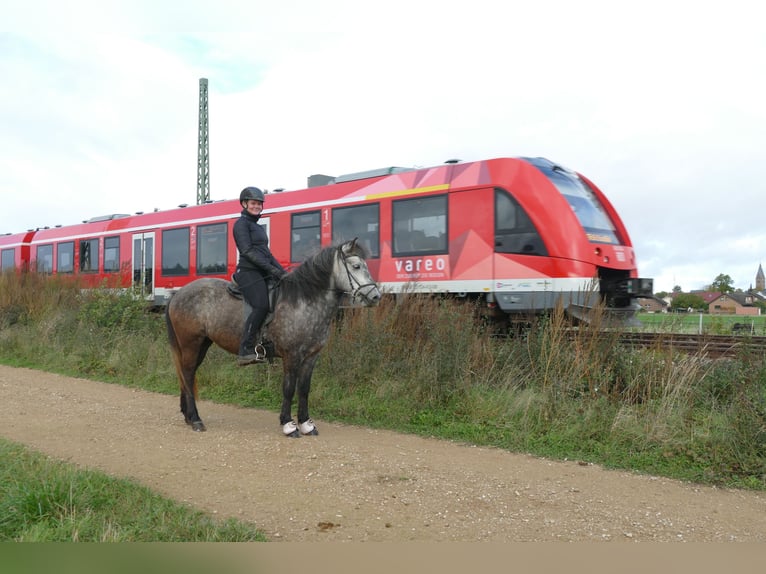 Islandpferd Stute 5 Jahre 143 cm Apfelschimmel in Euskirchen