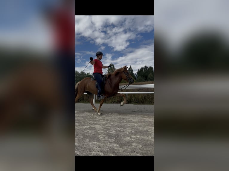 Islandpferd Stute 5 Jahre 143 cm Fuchs in Lassee
