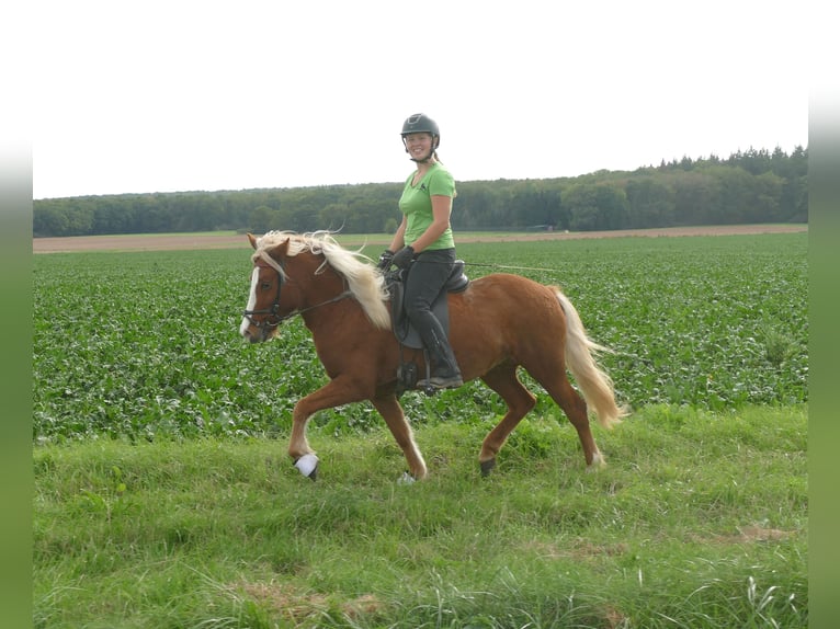 Islandpferd Stute 5 Jahre 144 cm Fuchs in Euskirchen