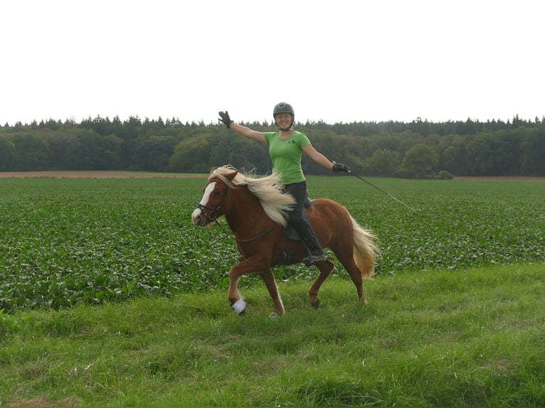 Islandpferd Stute 5 Jahre 144 cm Fuchs in Euskirchen