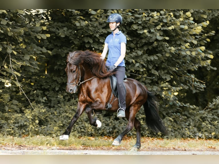 Islandpferd Stute 5 Jahre 145 cm Rappe in Taufkirchen an der Trattnach