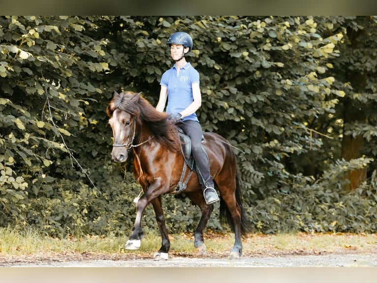 Islandpferd Stute 5 Jahre 145 cm Rappe in Taufkirchen an der Trattnach