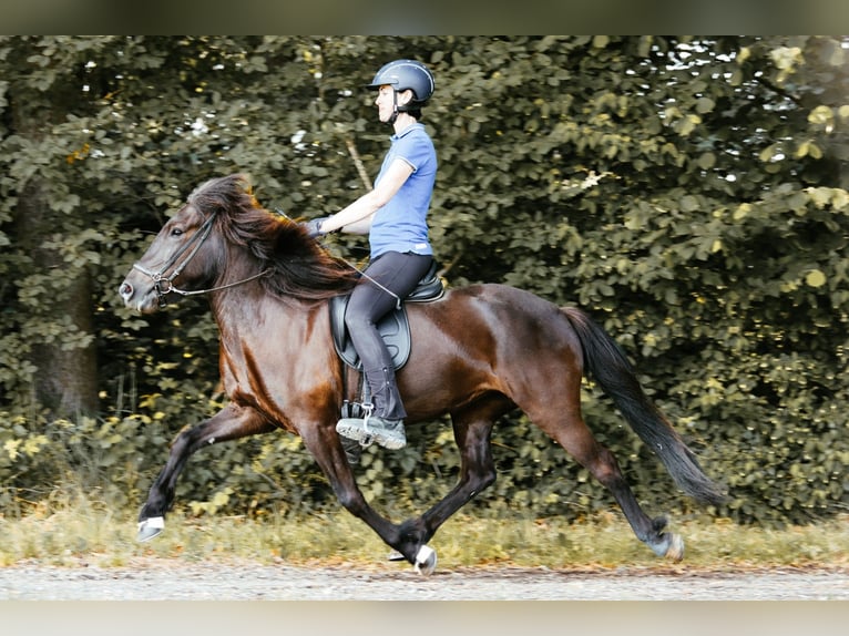 Islandpferd Stute 5 Jahre 145 cm Rappe in Taufkirchen an der Trattnach