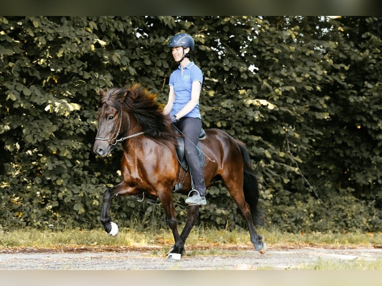 Islandpferd Stute 5 Jahre 145 cm Rappe in Taufkirchen an der Trattnach