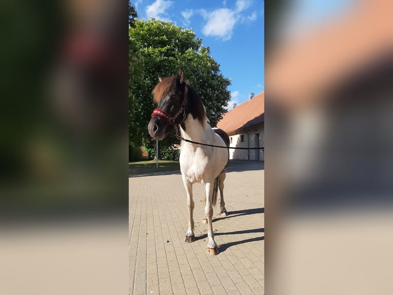 Islandpferd Stute 5 Jahre 145 cm Schecke in St&#xFC;denitz-Sch&#xF6;nermark