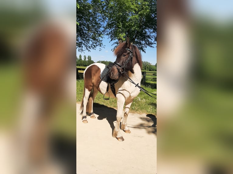 Islandpferd Stute 5 Jahre 145 cm Schecke in St&#xFC;denitz-Sch&#xF6;nermark