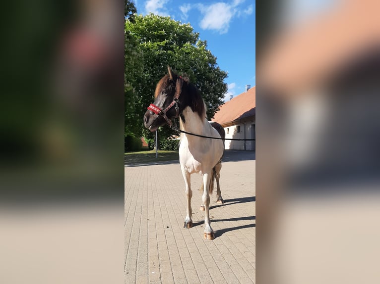 Islandpferd Stute 5 Jahre 145 cm Schecke in Stüdenitz-Schönermark