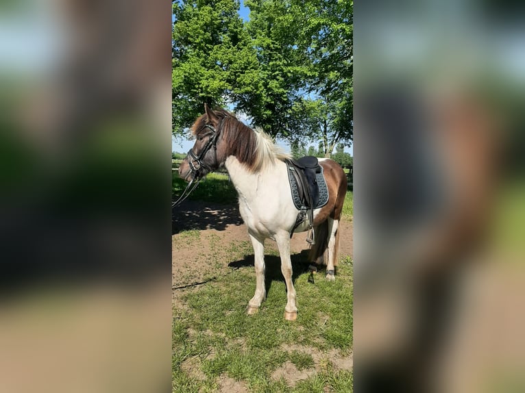 Islandpferd Stute 5 Jahre 145 cm Schecke in Stüdenitz-Schönermark