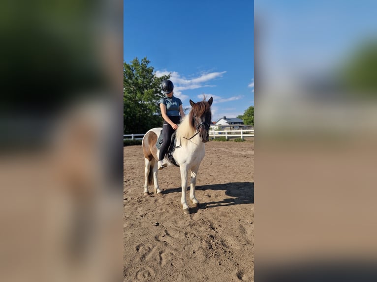 Islandpferd Stute 5 Jahre 145 cm Schecke in St&#xFC;denitz-Sch&#xF6;nermark