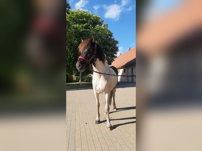 Islandpferd Stute 5 Jahre 145 cm Schecke in Stüdenitz-Schönermark