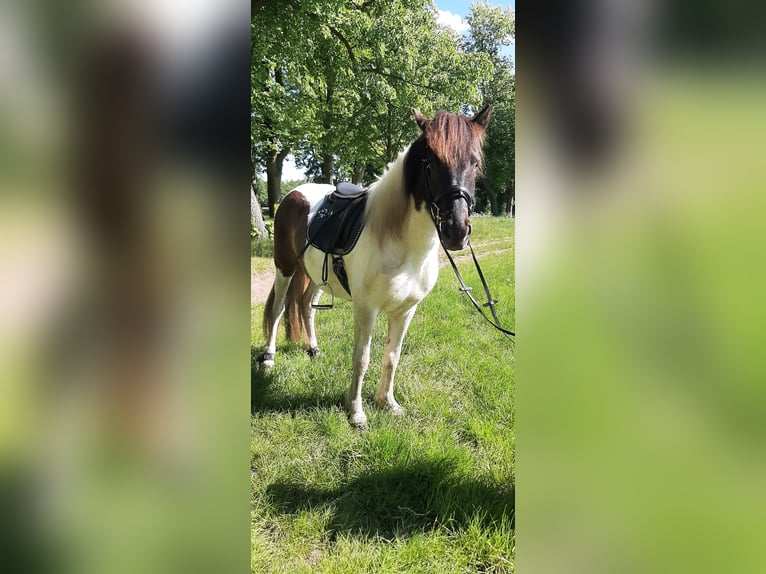 Islandpferd Stute 5 Jahre 145 cm Schecke in Stüdenitz-Schönermark