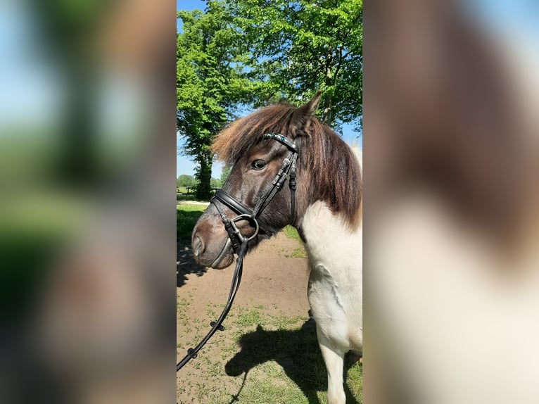 Islandpferd Stute 5 Jahre 145 cm Schecke in Stüdenitz-Schönermark