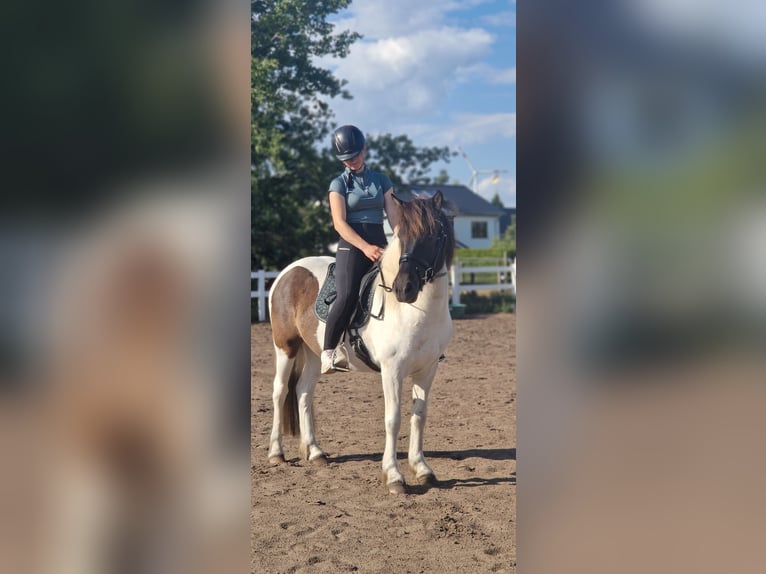 Islandpferd Stute 5 Jahre 145 cm Schecke in St&#xFC;denitz-Sch&#xF6;nermark