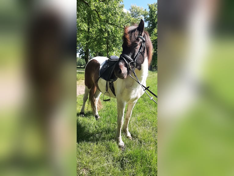 Islandpferd Stute 5 Jahre 145 cm Schecke in Stüdenitz-Schönermark