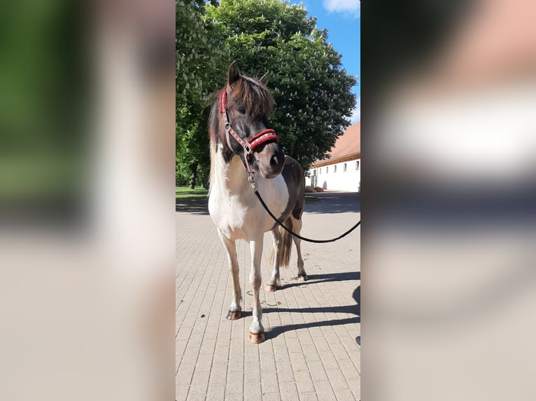 Islandpferd Stute 5 Jahre 145 cm Schecke in St&#xFC;denitz-Sch&#xF6;nermark