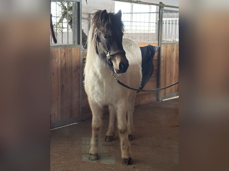 Islandpferd Stute 5 Jahre 145 cm Schecke in Leogang