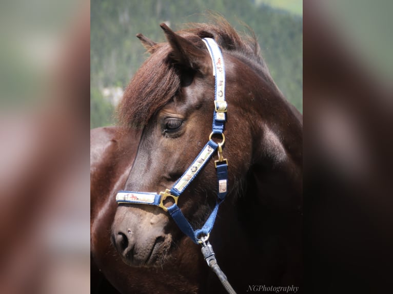 Islandpferd Stute 5 Jahre 147 cm Rappe in Elbigenalp