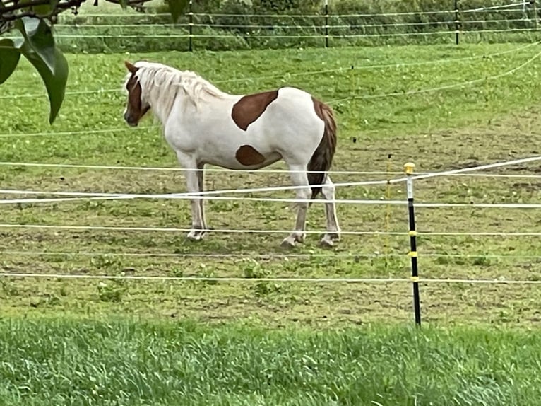 Islandpferd Stute 5 Jahre 150 cm Tobiano-alle-Farben in Eisgarn