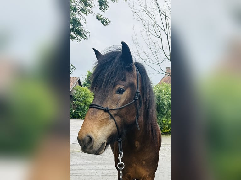 Islandpferd Stute 5 Jahre Brauner in Havixbeck