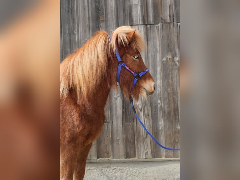 Islandpferd Stute 5 Jahre Fuchs in Straßwalchen
