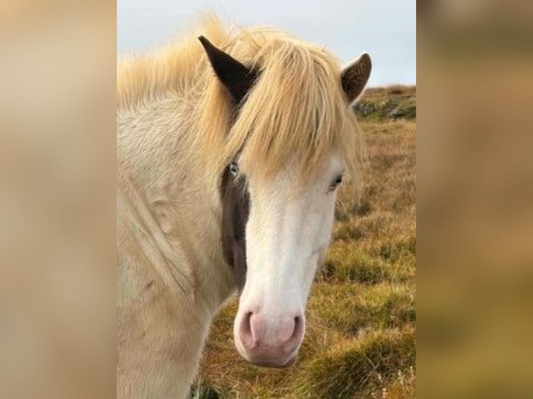 Islandpferd Stute 5 Jahre Schecke in Borganes