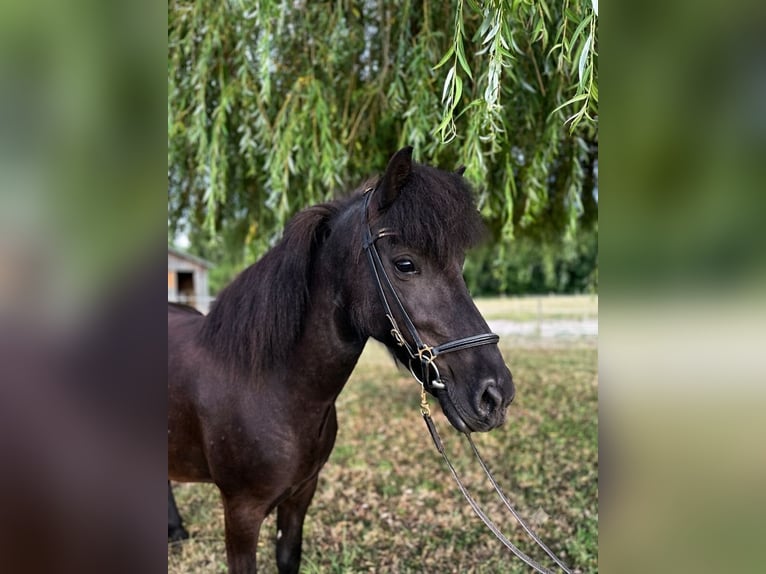 Islandpferd Stute 6 Jahre 130 cm Rappe in Rastatt