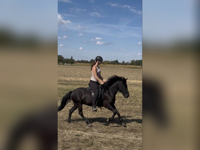 Islandpferd Stute 6 Jahre 130 cm Rappe in Rastatt