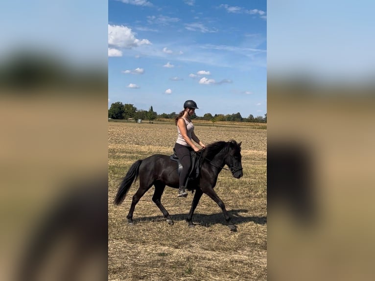 Islandpferd Stute 6 Jahre 130 cm Rappe in Rastatt