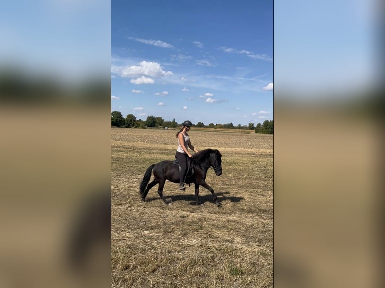 Islandpferd Stute 6 Jahre 130 cm Rappe in Rastatt