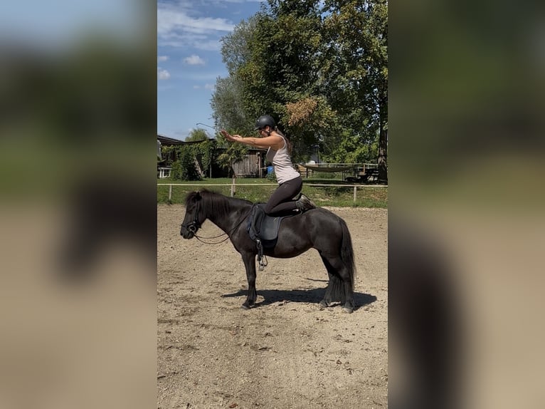 Islandpferd Stute 6 Jahre 130 cm Rappe in Rastatt