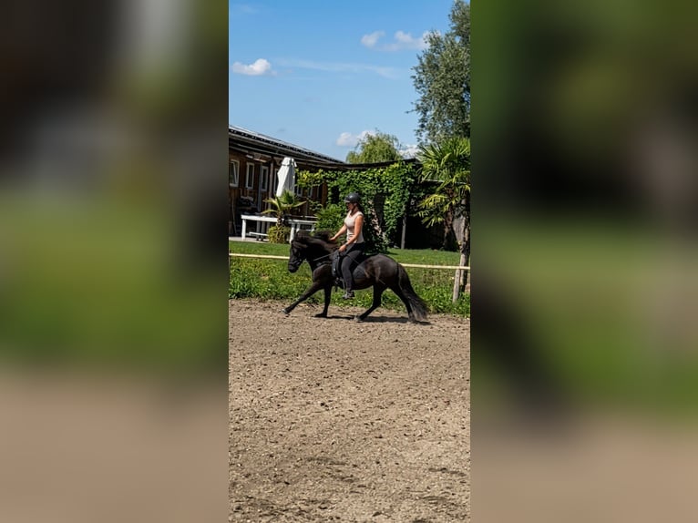 Islandpferd Stute 6 Jahre 130 cm Rappe in Rastatt
