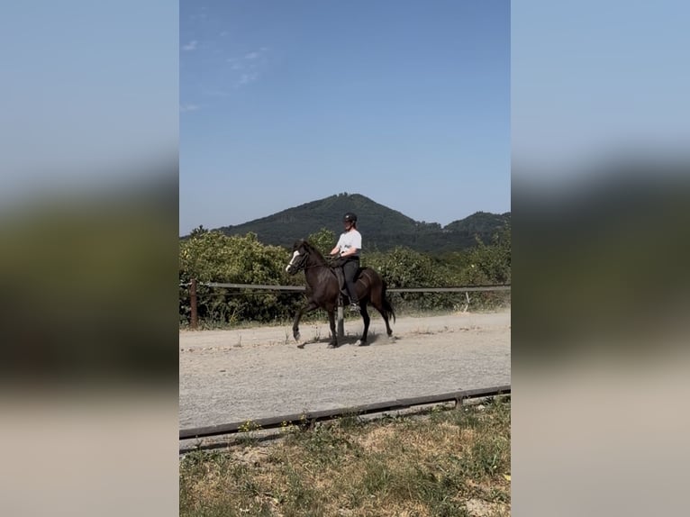 Islandpferd Stute 6 Jahre 132 cm  in Bad Honnef