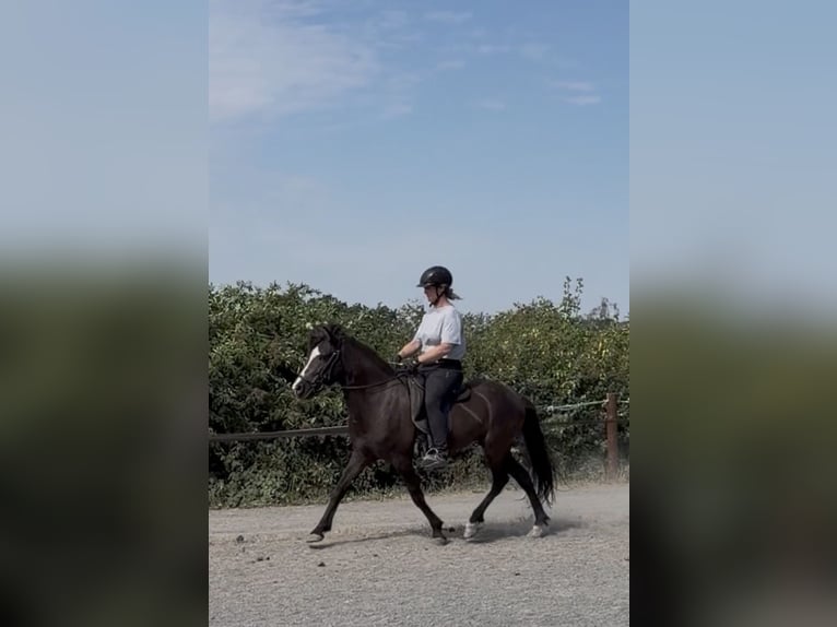Islandpferd Stute 6 Jahre 132 cm  in Bad Honnef
