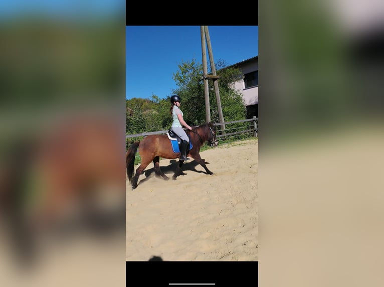Islandpferd Stute 6 Jahre 135 cm Brauner in Markersdorf