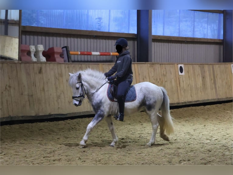 Islandpferd Stute 6 Jahre 135 cm Schimmel in Wadersloh