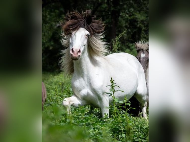 Islandpferd Stute 6 Jahre 136 cm Rappe in St. Kanzian am Klopeiner See
