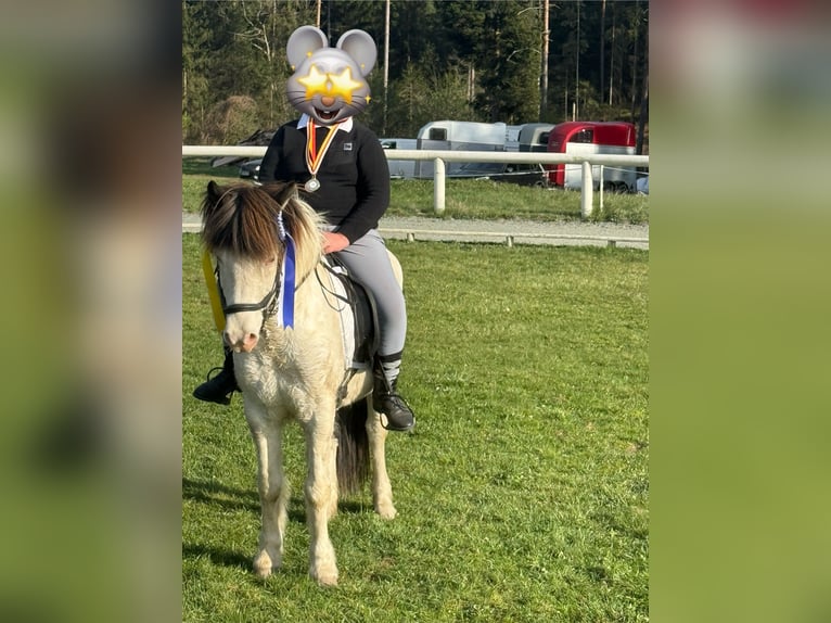 Islandpferd Stute 6 Jahre 136 cm Rappe in St. Kanzian am Klopeiner See