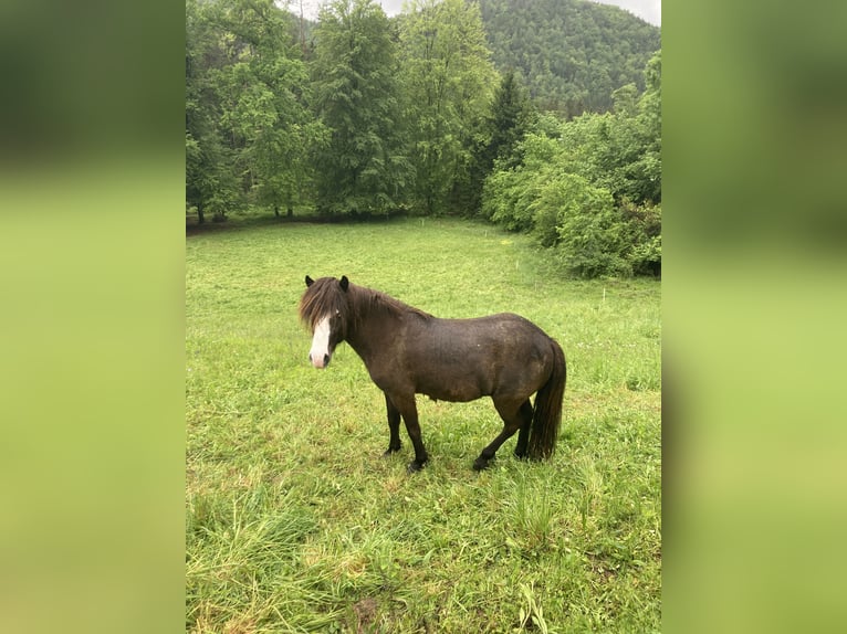 Islandpferd Stute 6 Jahre 136 cm Rappe in St. Kanzian am Klopeiner See