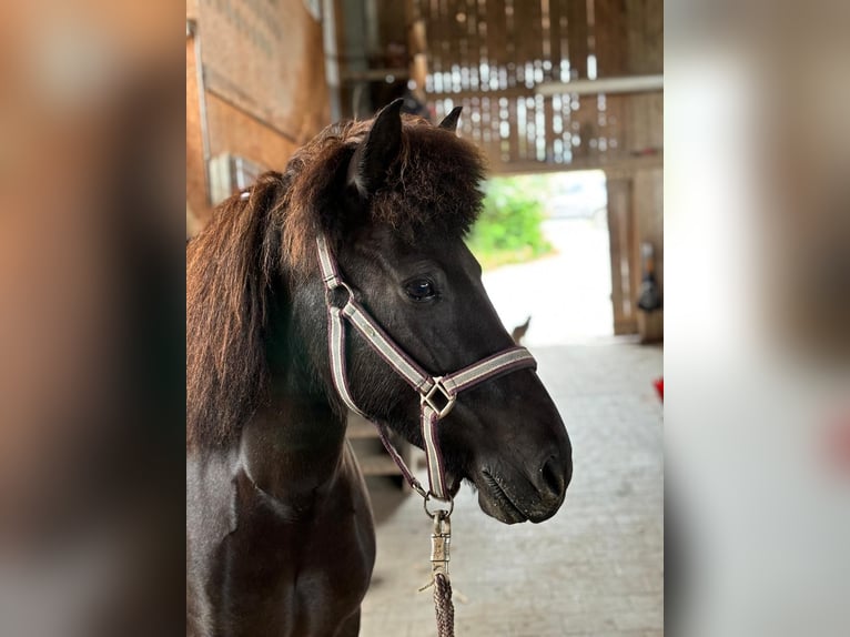 Islandpferd Stute 6 Jahre 136 cm Rappe in Oberstenfeld