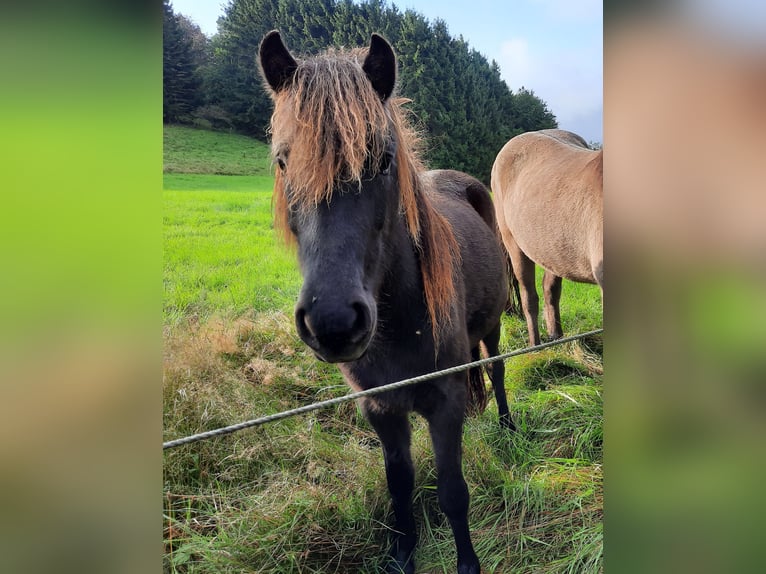 Islandpferd Stute 6 Jahre 136 cm Rappe in Kolverath