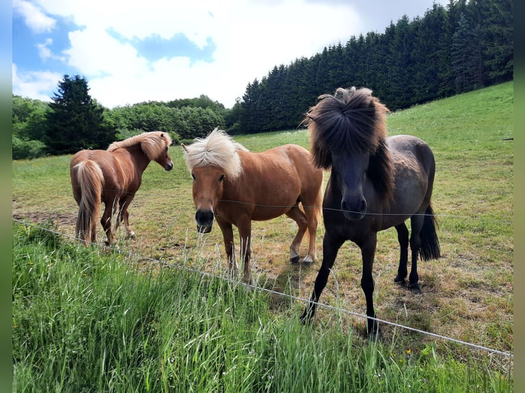 Islandpferd Stute 6 Jahre 136 cm Rappe in Kolverath