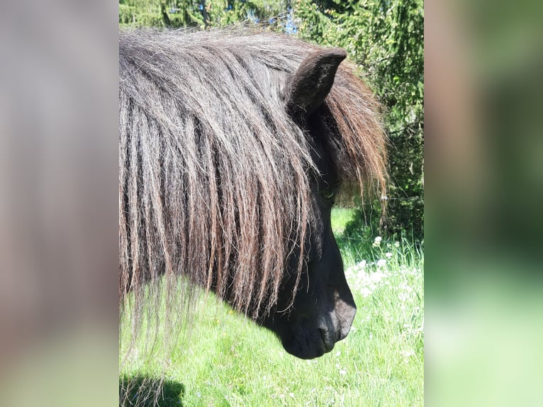 Islandpferd Stute 6 Jahre 136 cm Rappe in Kolverath