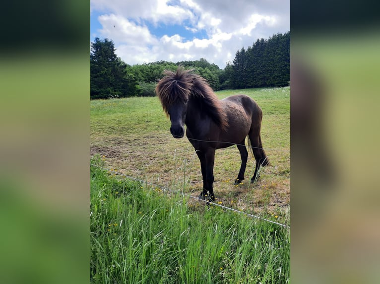 Islandpferd Stute 6 Jahre 136 cm Rappe in Kolverath