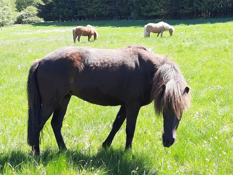 Islandpferd Stute 6 Jahre 136 cm Rappe in Kolverath