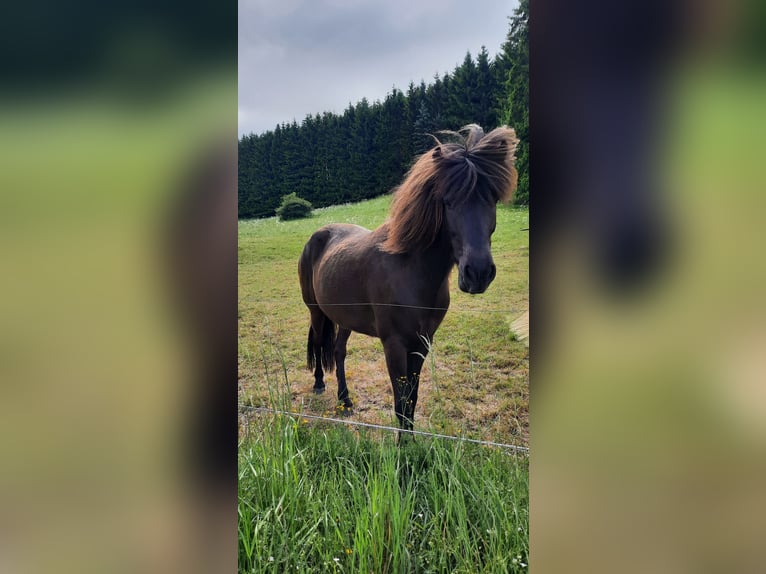 Islandpferd Stute 6 Jahre 136 cm Rappe in Kolverath