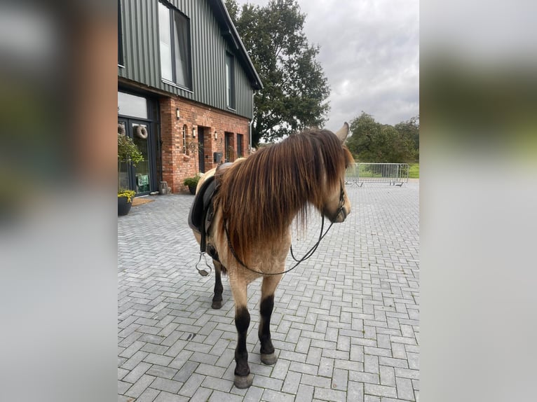 Islandpferd Stute 6 Jahre 136 cm in Blunk